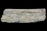 Theropod (Raptor) Limb Section - Montana #71159-1